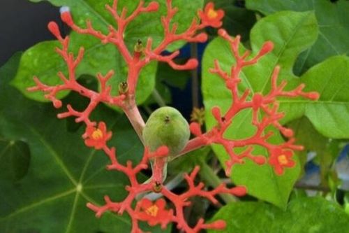 Điều trị bệnh gout từ nguồn dược liệu Việt Nam