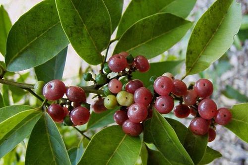 Dược liệu Việt Nam chứa nhiều hoạt chất hỗ trợ điều trị ung thư
