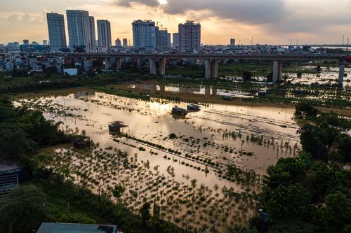 Làng đào Nhật Tân tan hoang sau bão Bualoi