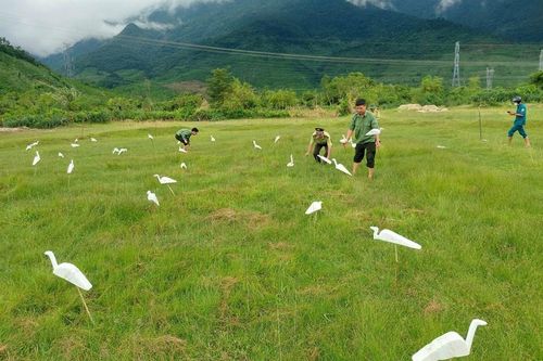 Báo động nạn 'tận diệt' chim trời