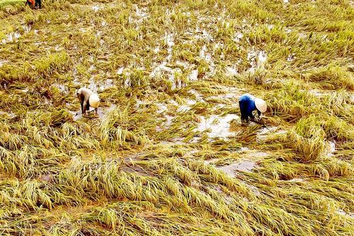 Kiệt sức vì lũ kéo dài