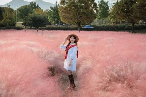 Tháng 10, rủ nhau vi vu Hàn Quốc ngắm thảm cỏ hồng Misa Gyeongjeong