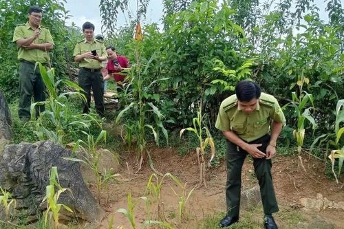 Xôn xao hổ xuất hiện ở Phú Thọ, chính quyền cảnh báo sao?