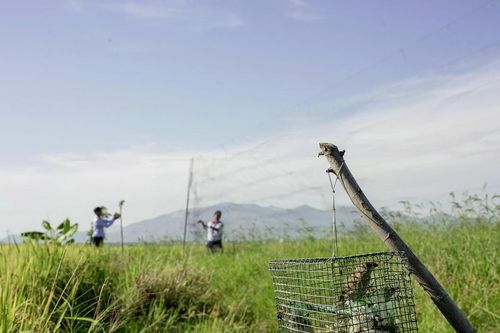 Ngăn chặn tình trạng săn bắt trái phép để phát triển bền vững chim yến ở Khánh Hòa