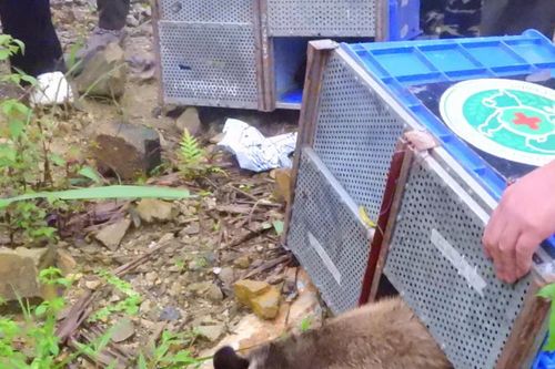 Tái thả 91 cá thể động vật hoang dã về Vườn quốc gia Tam Đảo