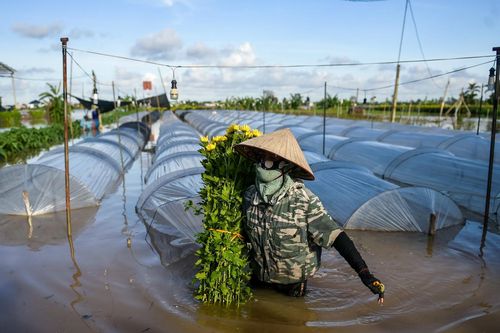 Chạy đua với nước lũ, người dân vựa hoa lớn nhất Ninh Bình cắt bán tháo từng bó
