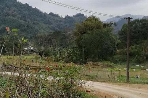 Biên bản của kiểm lâm tiết lộ sự thật thông tin hổ xuất hiện ở Phú Thọ