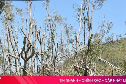 Hàng chục nghìn ha rừng sản xuất bị 'xóa sổ', người trồng thiệt hại nặng