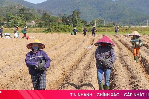 Khắc phục khó khăn, linh hoạt đảm bảo sản xuất vụ đông