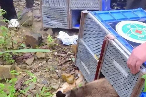 Tái thả 91 cá thể động vật hoang dã về tự nhiên tại Vườn Quốc gia Tam Đảo