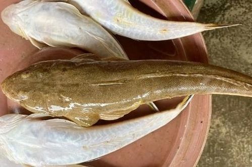 Loại cá 'nhà nghèo' nhưng là đặc sản mang hương vị đậm đà được dân sành ăn săn lùng