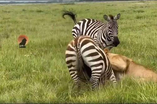CLIP: Ngựa vằn liều mình tấn công sư tử để cứu đồng loại