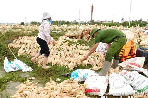'Nước dâng đến đâu, vịt chết đến đó...' - Cả gia tài bị cuốn đi trong chớp mắt