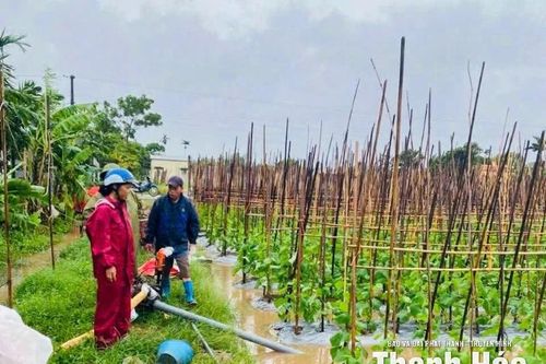 Khôi phục 'nhịp sản xuất' nông nghiệp