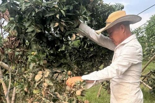 Bắc Ninh: Tập trung khôi phục sản xuất, chăm sóc cây trồng sau mưa lũ