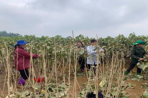 Lào Cai: 9 tổ công tác rà soát, thống kê thiệt hại sản xuất nông nghiệp do ảnh hưởng của bão số 10