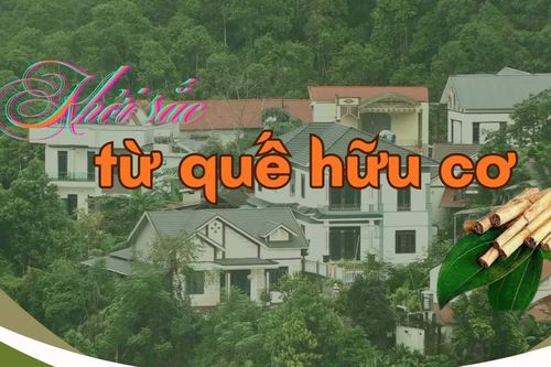Khởi sắc từ quế hữu cơ