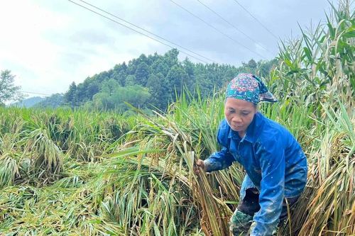 Nỗ lực khắc phục thiệt hại, ổn định mùa vụ