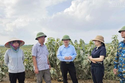Đoàn công tác Cục Trồng trọt và Bảo vệ thực vật kiểm tra thiệt hại sau bão số 10 tại Lào Cai