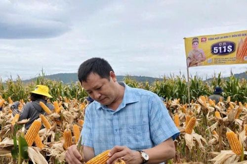 Giống ngô hứa hẹn nâng cao thu nhập cho đồng bào