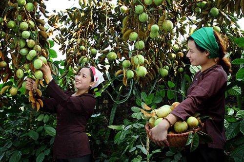 Bắc Ninh: Xây dựng bản đồ nông hóa để phát triển bền vững vùng cây ăn quả trọng điểm