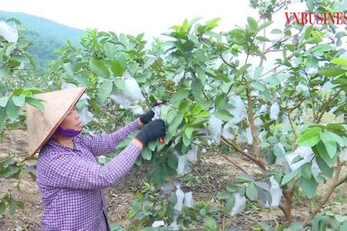 Đòn bẩy cho sản phẩm OCOP tiền tỷ và bức tranh nông thôn mới ngày càng hiện đại ở Quảng Ninh