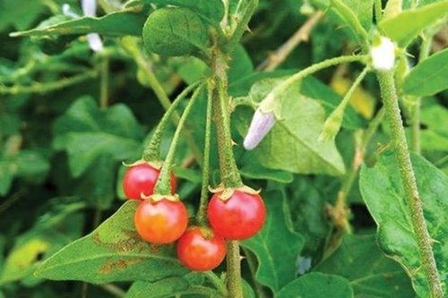 Không cần thuốc đắt tiền, 4 loại lá quanh nhà này cũng giúp mát gan, giải độc cơ thể hiệu quả