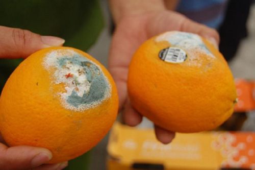 Có nên gọt bỏ phần trái cây bị hư rồi tiếp tục sử dụng?