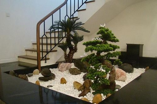 Cách trang trí cây cảnh trong phòng khách đẹp và ấn tượng