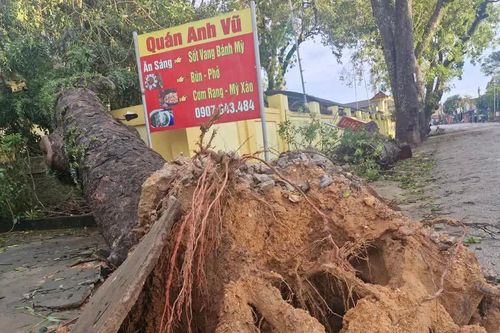 Hà Tĩnh: nơm nớp đi qua những hàng cây xà cừ gãy đổ