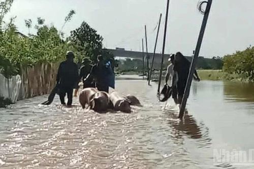 Hưng Yên thực hiện cấm biển từ 17 giờ ngày 4/10 để phòng, chống bão số 11