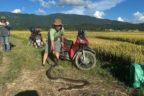 Kiểm lâm viên và nhân dân xã Thanh An đưa một cá thể trăn gấm vào rừng