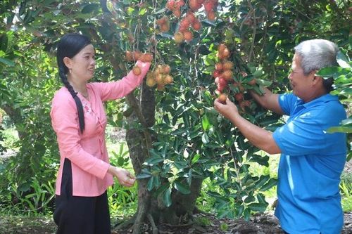 Phát triển bền vững vườn cây ăn trái ở Vĩnh Long
