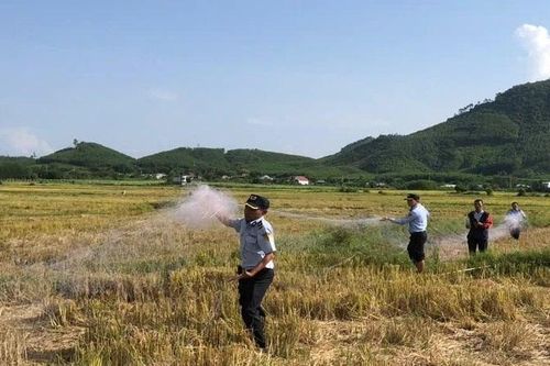 Khánh Hòa quyết liệt ngăn chặn tình trạng săn bắt chim yến trên địa bàn