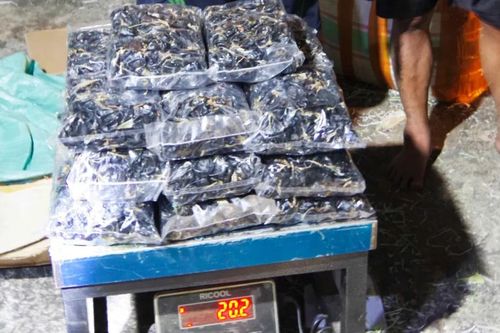 Vĩnh Long: Phát hiện, thu giữ hơn 7 tấn sản phẩm động vật quý hiếm nhập lậu