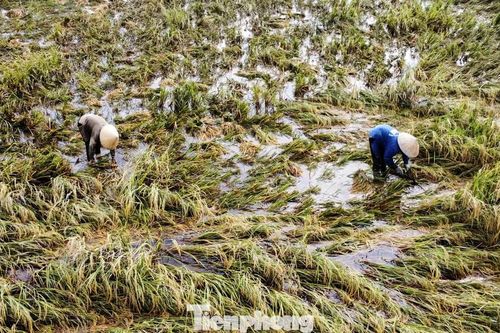 Nông dân xuống đồng vớt vát lúa nảy mầm sau mưa bão
