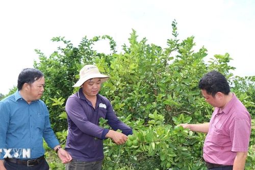 Vĩnh Long: Liên kết trồng chanh không hạt, nông dân lãi nửa tỷ đồng mỗi ha