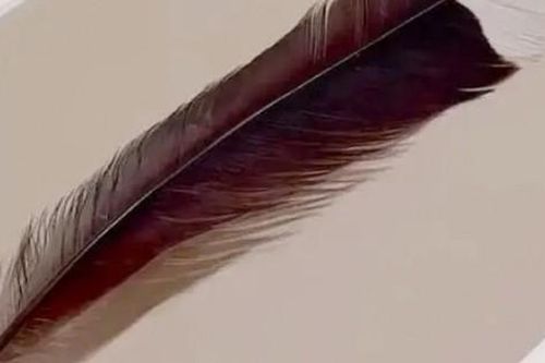 Sợi lông vũ có giá hơn 1 tỷ đồng, bất ngờ nguồn gốc