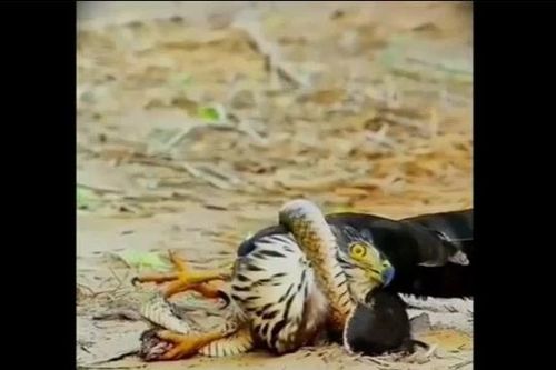 Rắn hấp hối vẫn quấn chặt kẻ thù