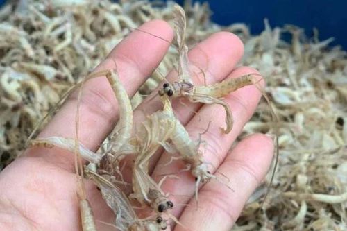 Đặc sản 'trời ban' ven sông Hồng giá nửa triệu một ký - thực khách Hà Nội khen ngon hơn cả tôm cua