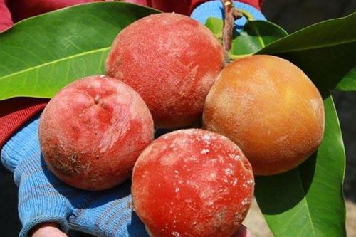 4 loại quả là đặc sản nức tiếng ở miền Tây, ra miền Bắc lại là hàng hiếm