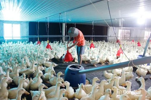 Đồng Nai thực hiện tốt di dời các cơ sở chăn nuôi