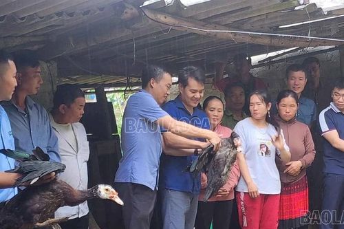 Hiệu quả từ mô hình nuôi ngan thương phẩm an toàn