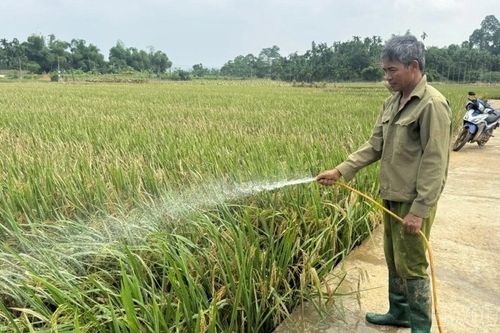 Phường Âu Lâu tập trung khôi phục sản xuất sau lũ