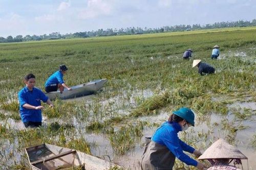 Tuổi trẻ Thượng Phúc 'gieo yêu thương, gặt niềm tin' cùng bà con sau thiên tai