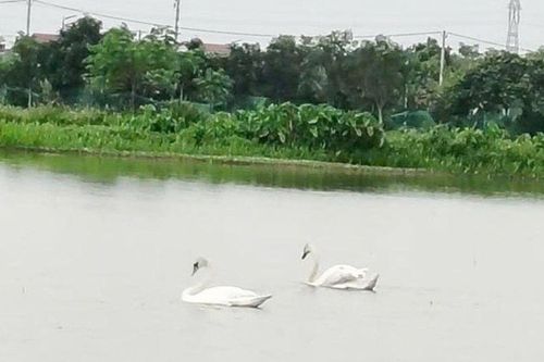 Đôi thiên nga trắng muốt chỉ xuất hiện vào ban ngày ở hồ nước Trúc Ổ, Bắc Ninh: Người dân địa phương nói gì?