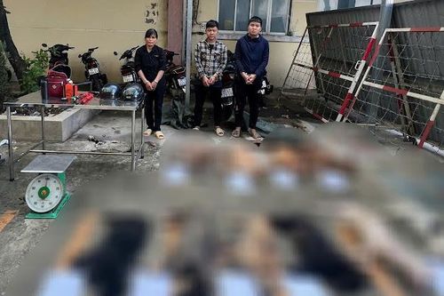 Nhóm cẩu tặc chuyên nghiệp một đêm thực hiện nhiều vụ trộm chó bị bắt 'nóng'