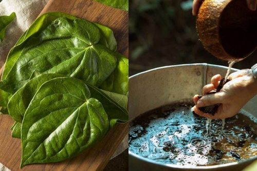 Lá trầu không giúp giảm viêm, kháng khuẩn và trị gàu