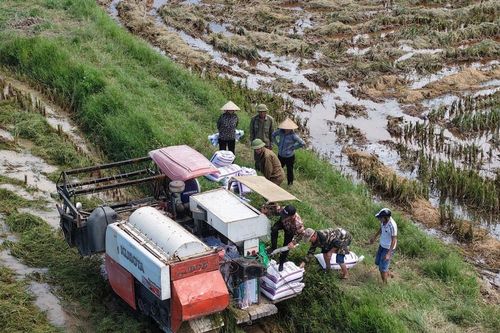 Nông dân Hà Nội tất tả thu hoạch lúa Mùa trước khi bão số 11 đổ bộ