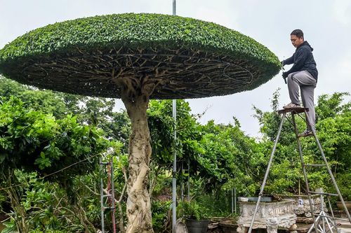 Nghề lạ ở làng Vị Khê: Chỉ cắt tỉa vài nhát kéo, thu nhập bằng kỹ sư